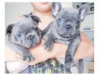 SKL 3 french bulldog puppies available