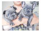 GHS 3 french bulldog puppies available
