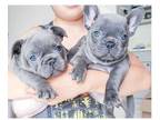 GTT 3 french bulldog puppies available