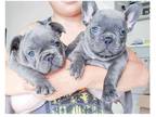 QCC 3 french bulldog puppies available
