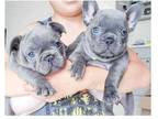 AMM 3 french bulldog puppies available