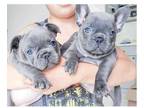 JES 3 french bulldog puppies available