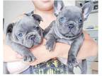 LGG 3 french bulldog puppies available