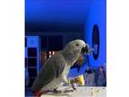 ZILO 2 African Grey Parrots Available