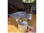 DSA 2 African Grey Parrots Available