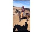 Online Auction - [url removed] - Ranch & Trail Riding Mare - Great Barrel Racing