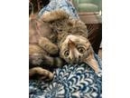 Adopt Itzel a Brown Tabby Domestic Shorthair (short coat) cat in Byron Center