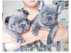 jxx 2 french bulldog puppies available