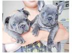 NXX 3 french bulldog puppies available