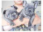 EXX 2 french bulldog puppies available