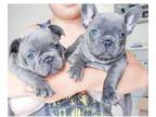 GSS 3 french bulldog puppies available