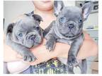 RCC 3 french bulldog puppies available