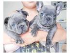 IEM 3 french bulldog puppies available