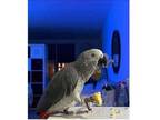 EUI 2 African Grey Parrots Available