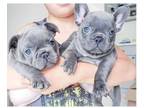 GRV 3 french bulldog puppies available