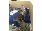 Lovely greatdane needs new home
