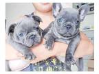 GNN 3 french bulldog puppies available