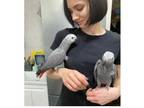 Talking African Grey Parrots Birds