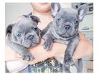 JUU 3 french bulldog puppies available