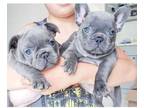 MRR 3 french bulldog puppies available