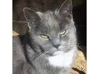 Adopt Priscilla (Sweet) a Gray or Blue Domestic Shorthair (short coat) cat in