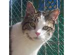 Adopt Reggie (Sweet Kitten) a Tiger Striped Domestic Shorthair (short coat) cat
