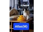 Adopt Atlas a Black & White or Tuxedo Domestic Shorthair (short coat) cat in