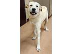 Adopt Callie a Gray/Blue/Silver/Salt & Pepper Shepherd (Unknown Type) dog in