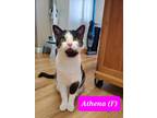 Adopt Athena a Black & White or Tuxedo Domestic Shorthair (short coat) cat in
