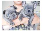 FCB 3 french bulldog puppies available
