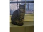 Adopt C.C. a Gray, Blue or Silver Tabby Domestic Shorthair (short coat) cat in