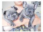 SXX 2 french bulldog puppies available