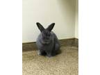 Adopt Sally a Grey/Silver Other/Unknown / Mixed (medium coat) rabbit in