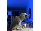 IGA 2 African Grey Parrots Available