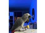 AYE 2 African Grey Parrots Available