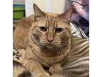 Adopt Yam a Orange or Red Domestic Shorthair / Mixed cat in Springfield