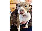 Adopt Leila a Gray/Silver/Salt & Pepper - with White Pit Bull Terrier / Mixed