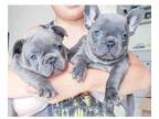 NMM 3 french bulldog puppies available