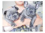 YCC 3 french bulldog puppies available