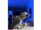 FIA 2 African Grey Parrots Available