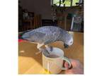 JFJ 2 African Grey Parrots Available