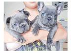 POO 3 french bulldog puppies available