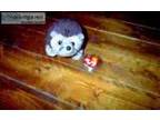 Ty Beanie Baby Prickles - the hedgehog