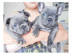 FMM 3 french bulldog puppies available