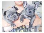 CNN 3 french bulldog puppies available
