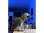 ISUE 2 African Grey Parrots Available