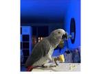 HDA 2 African Grey Parrots Available