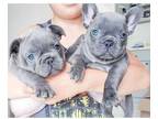 RIC 3 french bulldog puppies availabl