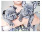 SWV 3 french bulldog puppies available