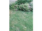 Free Evergreen and Flower Bushes